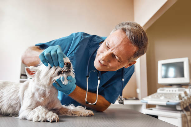 Best Urgent Dental Care in Piney Point Village, TX